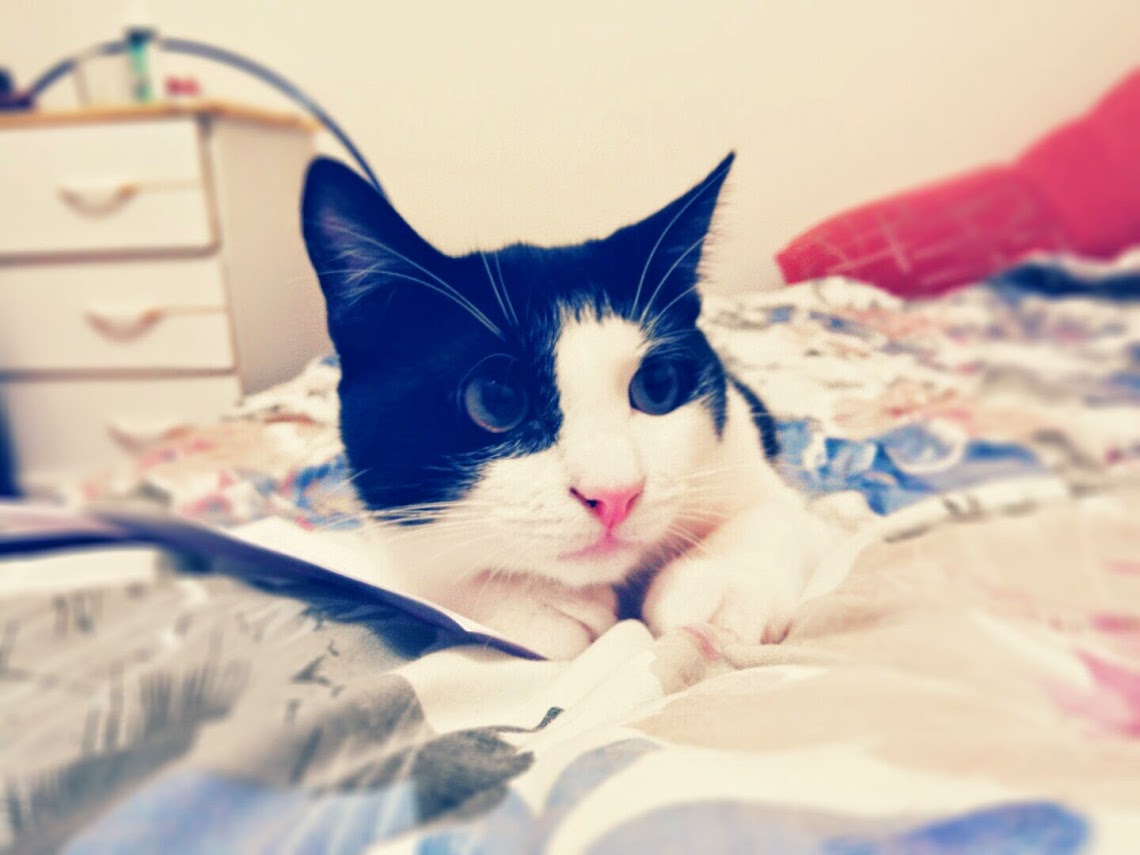 кіт Марко