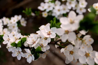 spring