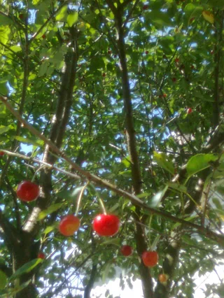 Open the photo