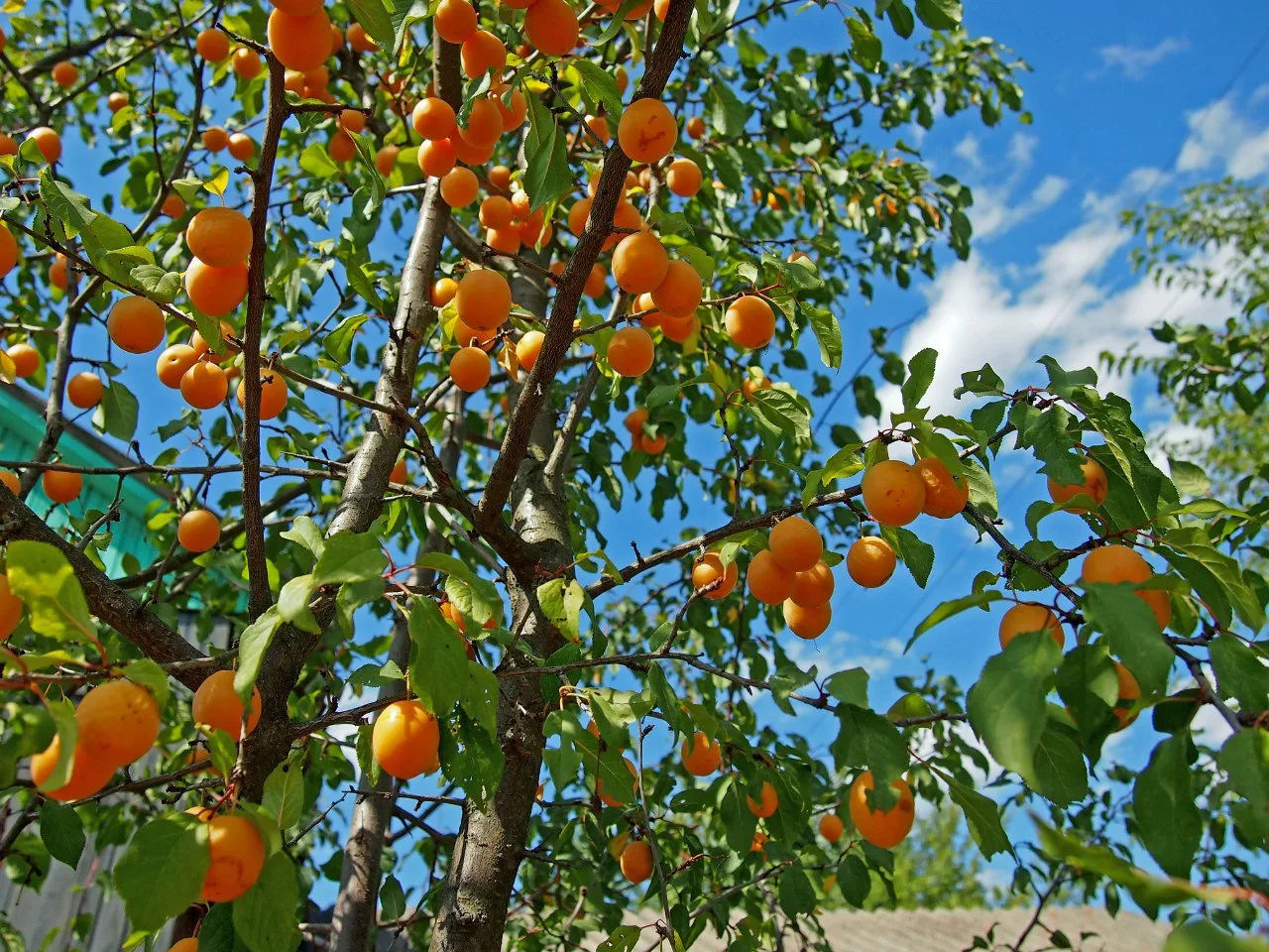 Мамині абрикоси