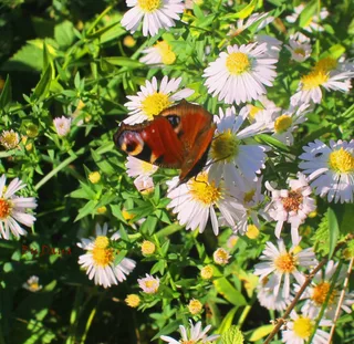 butterflyツ